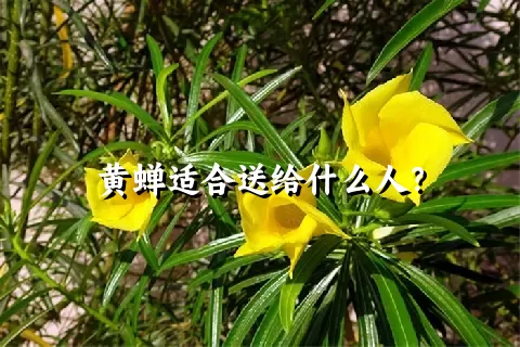 黄蝉适合送给什么人？