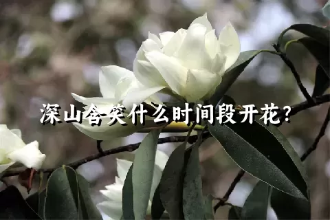 深山含笑什么时间段开花？