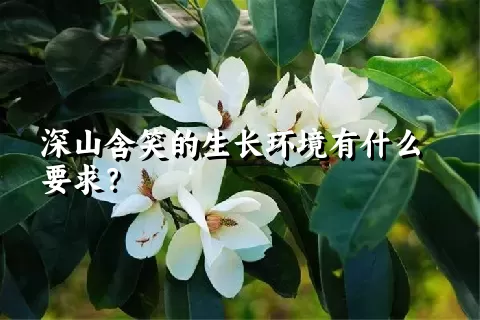 深山含笑的生长环境有什么要求？