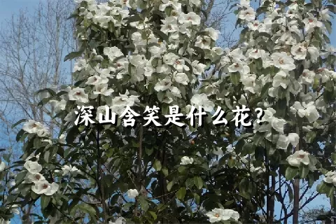 深山含笑是什么花？