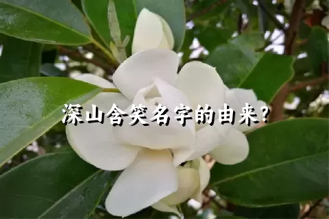 深山含笑名字的由来？