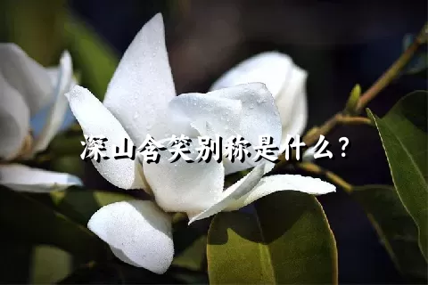 深山含笑别称是什么？