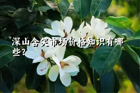 深山含笑市场价格知识有哪些？