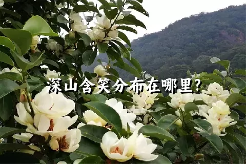 深山含笑分布在哪里?