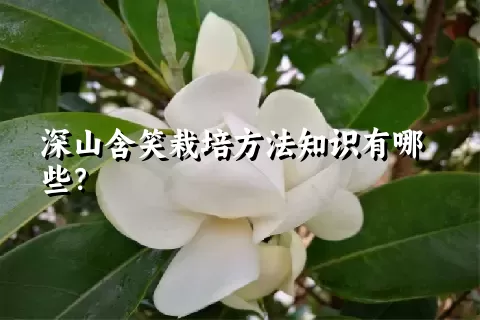 深山含笑栽培方法知识有哪些？