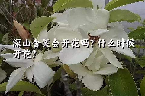 深山含笑会开花吗？什么时候开花？