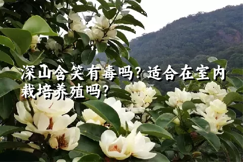 深山含笑有毒吗？适合在室内栽培养殖吗？