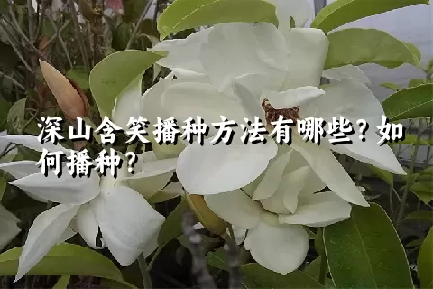 深山含笑播种方法有哪些？如何播种？