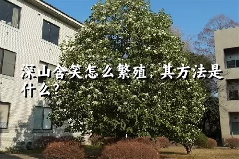 深山含笑怎么繁殖，其方法是什么？