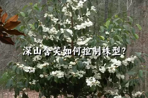 深山含笑如何控制株型？