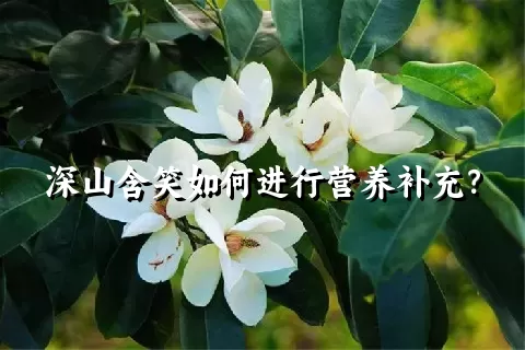 深山含笑如何进行营养补充？