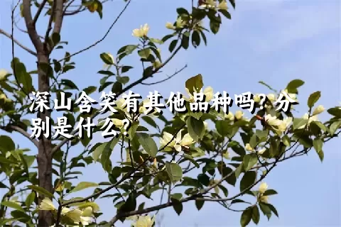 深山含笑有其他品种吗？分别是什么？