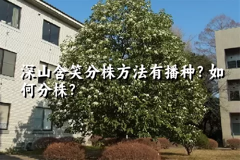 深山含笑分株方法有播种？如何分株？