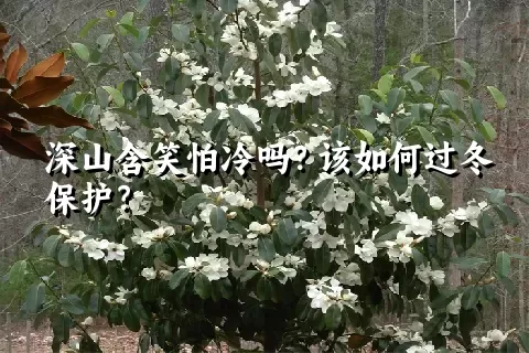 深山含笑怕冷吗？该如何过冬保护？