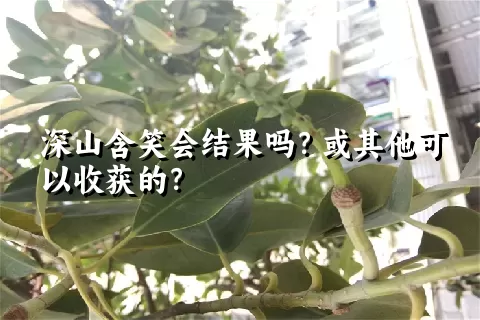 深山含笑会结果吗？或其他可以收获的？