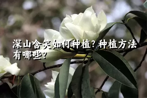 深山含笑如何种植？种植方法有哪些？