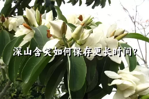 深山含笑如何保存更长时间？