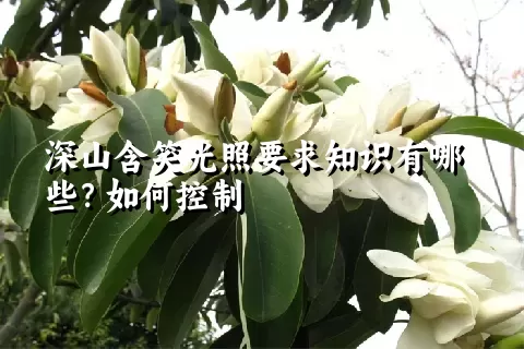 深山含笑光照要求知识有哪些？如何控制