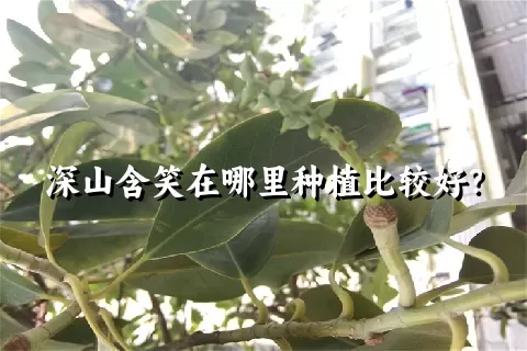 深山含笑在哪里种植比较好？