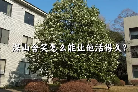 深山含笑怎么能让他活得久？