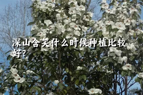 深山含笑什么时候种植比较好？