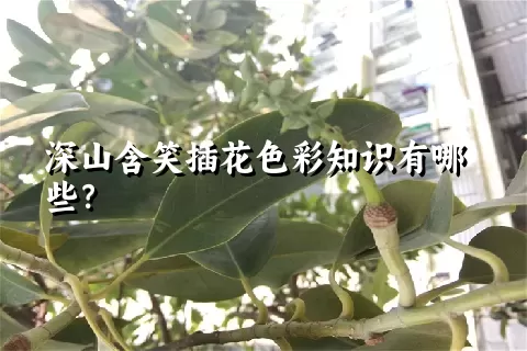 深山含笑插花色彩知识有哪些？