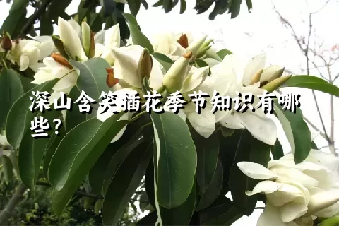 深山含笑插花季节知识有哪些？