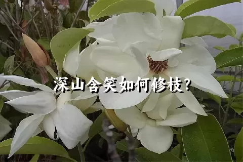 深山含笑如何修枝？