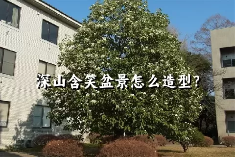 深山含笑盆景怎么造型？