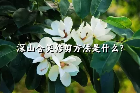 深山含笑修剪方法是什么？