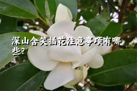 深山含笑插花注意事项有哪些？