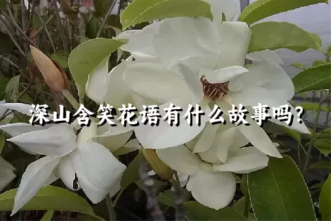 深山含笑花语有什么故事吗？