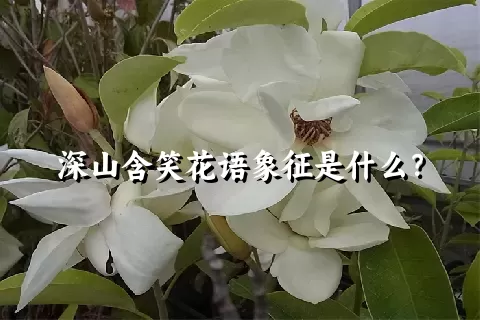 深山含笑花语象征是什么？