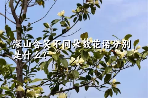 深山含笑不同朵数花语分别是什么？