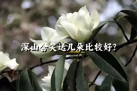 深山含笑送几朵比较好？