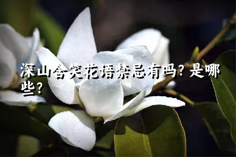 深山含笑花语禁忌有吗？是哪些？