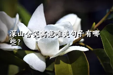 深山含笑寓意唯美句子有哪些？