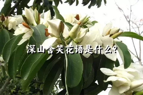 深山含笑花语是什么？