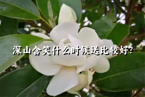 深山含笑什么时候送比较好？