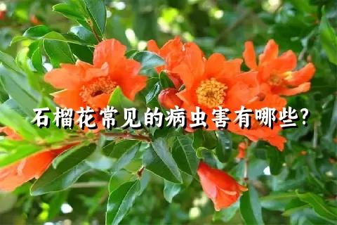 石榴花常见的病虫害有哪些?