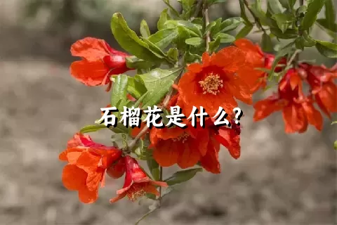 石榴花是什么?