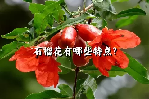 石榴花有哪些特点?