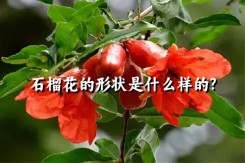 石榴花的形状是什么样的?