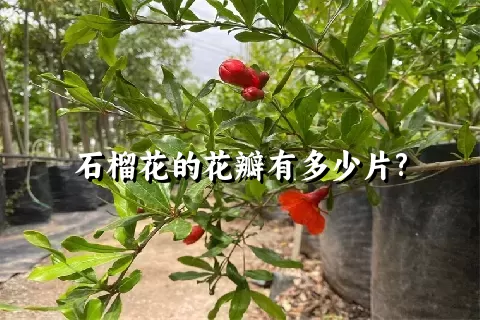 石榴花的花瓣有多少片?