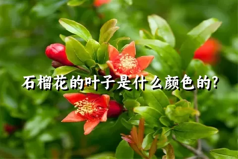 石榴花的叶子是什么颜色的?