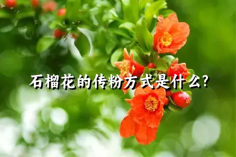 石榴花的传粉方式是什么?