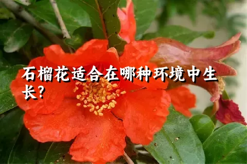 石榴花适合在哪种环境中生长?