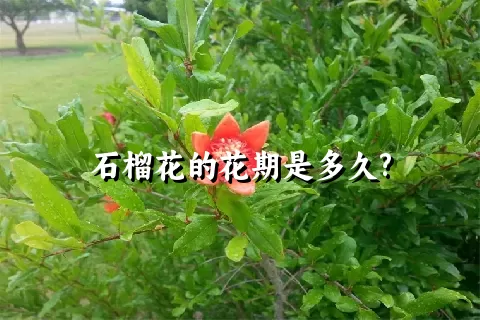 石榴花的花期是多久?