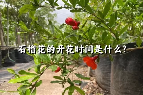 石榴花的开花时间是什么?