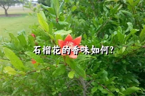 石榴花的香味如何?